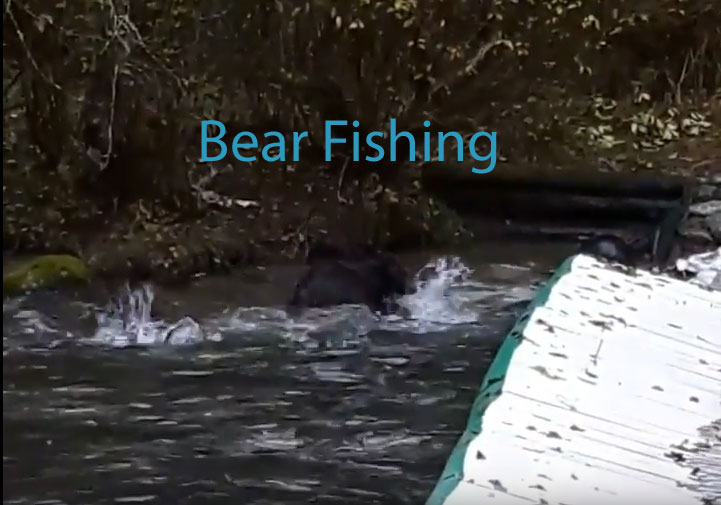 Bear Fishing for Salmon